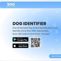 Dog Identifier